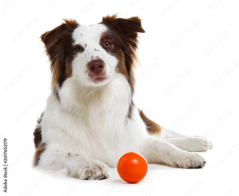 Fototapeta premium Cute Border Collie dog with ball on white background