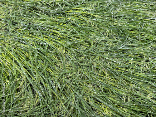 Bilde på lerret Green grass in meadow after rain natural background.
