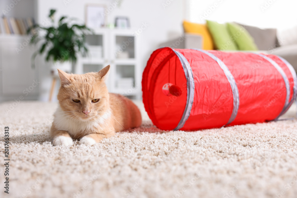 Fototapeta premium Cute cat resting on carpet and toy tunnel at home