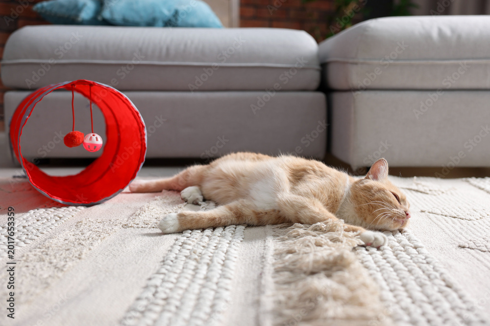 Fototapeta premium Cute cat resting on carpet and toy tunnel at home