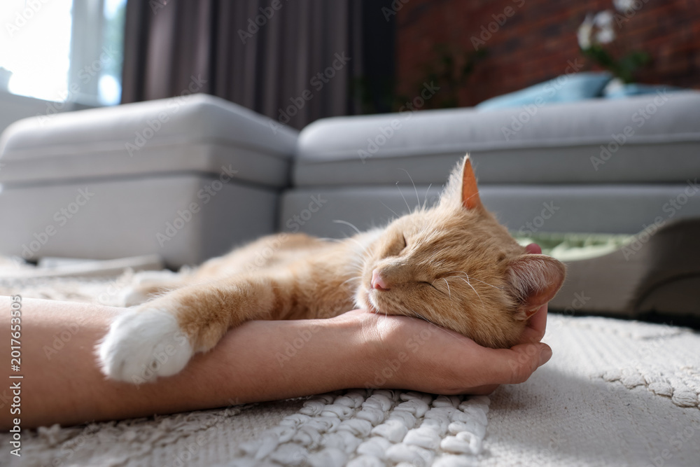 Fototapeta premium Woman petting her cute cat at home, closeup