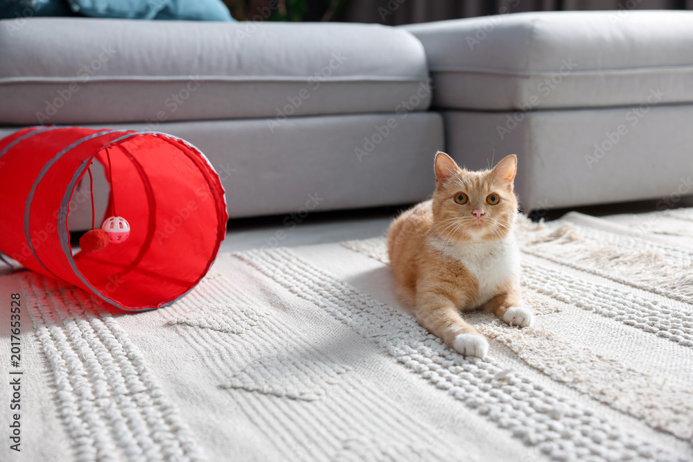 Fototapeta premium Cute cat resting on carpet and toy tunnel at home