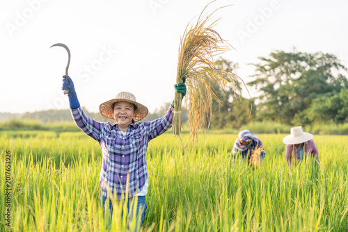 Bild auf Leinwand portrait a female farmer one hand holding harvested rice,other hand holding a si