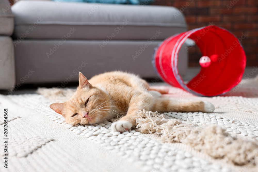 Fototapeta premium Cute cat resting on carpet and toy tunnel at home