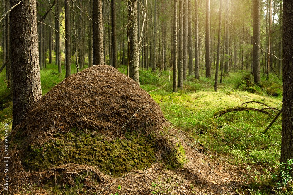Naklejka premium Giant anthill by a tree trunk in pine forest. Red wood ants (Formica rufa) have built a home in the forest from pine needles.