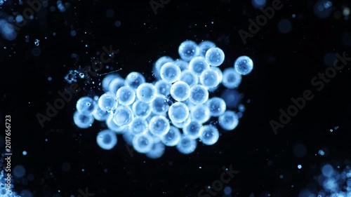 Abstract cluster of glowing blue spheres with water droplets, representing cellular growth or scientific research, dark background