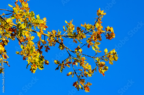 front view, medium distance of, a branch of large oak tree, with dead, autumn colored leaves, with blue sky background and morning sunlight