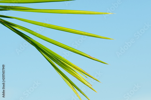 front view, medium distance of, seven, long, green leaves of a tropical palm tree, under strobe and morning sunlight