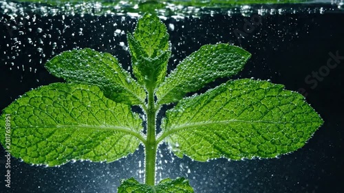 Close up of a fresh green mint leaf plant submerged in clear water, with small bubbles rising around it, dark background, healthy herb, refreshment concept