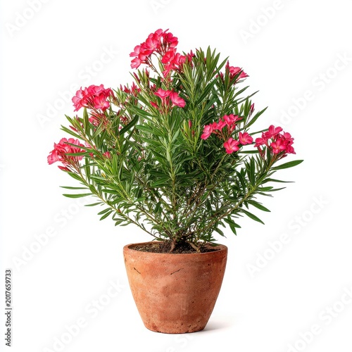 Vibrant Pink Oleander Bush With Lush Green Foliage In A Terracotta Pot Isolated On White