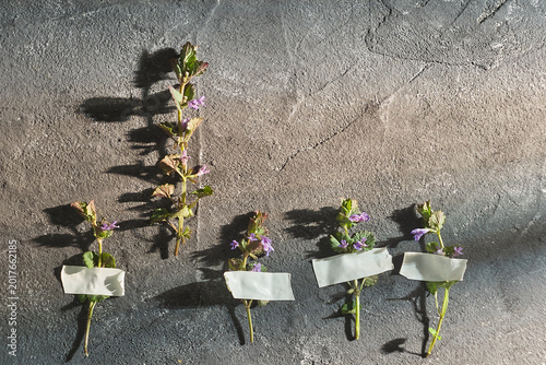 Photos Uniqueness Concept: Plant marked as standout for breakthrough growth