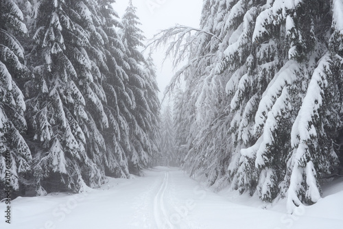 Fotografía Snowy forest trail in the Lusatian Mountains