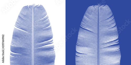 Tableau sur toile Compound Leaf Cyanotype Sun Print Botanical Vector Prussian Blue Pinnate Printab