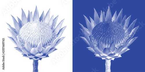 Cuadro en lienzo Dragonfly Cyanotype Photogram Insect Vector Indigo Gossamer Wings Specimen Entom