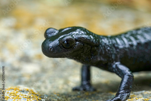 Photos Closeup on the charcoal black Alpine salamander, Salamandra atra in the Austrian
