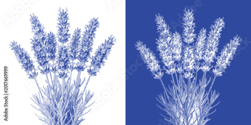 Foto Coral Colony Cyanotype Sun Print Marine Vector Prussian Blue Reef Underwater Org