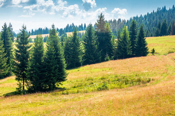 view of a hillside of mountain range with coniferous forest and meadow. peaceful carpathian mountain landscape on a sunny summer day. nice picture for earth day background