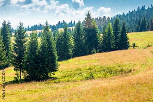 Φωτογραφία view of a hillside of mountain range with coniferous forest and meadow