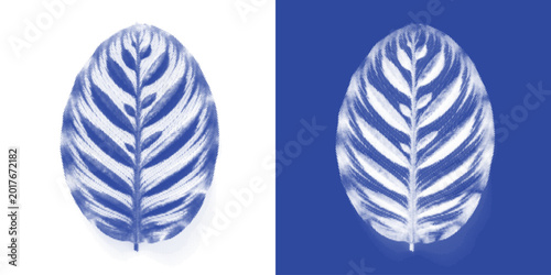 Foto Gastropod Shell Cyanotype Sun Print Coiled Vector Prussian Blue Spiral Coastal W