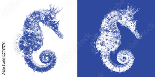 Spider Cyanotype Sun Print Arachnid Vector Prussian Blue Detailed Specimen Entomology Wall Art
