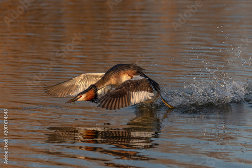 Obraz na płótnie Great crested grebe (Podiceps cristatus) in territorial display