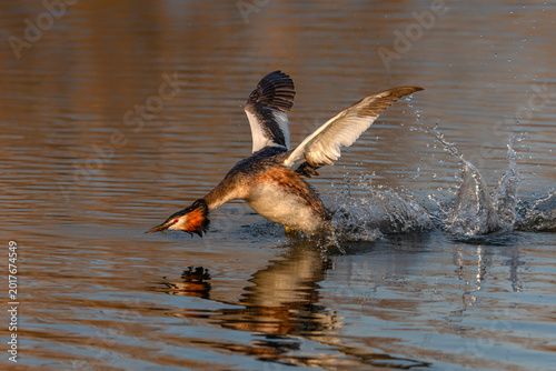 Obraz na płótnie Great crested grebe (Podiceps cristatus) in territorial display