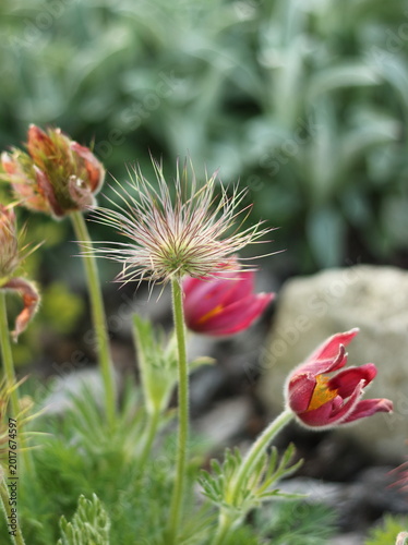 Foto Vertical close-up of decorative fluffy seed heads of Pulsatilla vulgaris in a na
