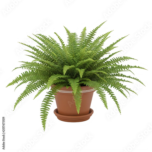 A lush green fern plant in a brown pot on a white surface indoors very nicely arranged