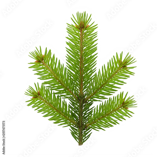 A green pine tree branch with needles on a brown stem in a natural outdoor setting