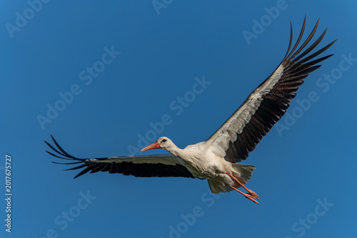 Obraz na płótnie The white stork (Ciconia ciconia), flying with widely spread wings