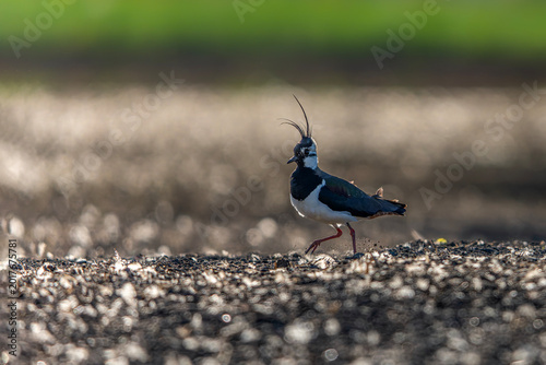 Obraz na płótnie Northern Lapwing (Vanellus vanellus on a field