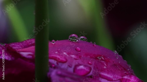 real plants in the rain close up with audio 4k video background