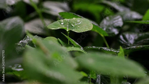real plants in the rain with audio 4k video background