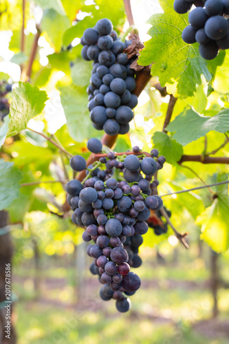 Foto Blue grapevine, Pinot Noir grapes growing on vine, vineyard in Trier, Moselle Va