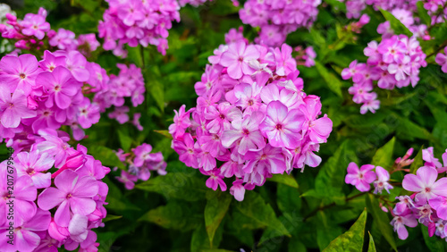Εκτύπωση καμβά Close-up of phlox flowers in full bloom
