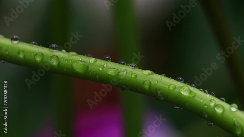 water drops on a real plant 4k video