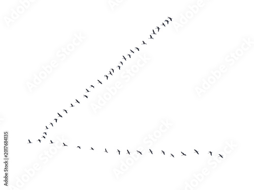 Fotografía A flying flock of cranes isolated on white background