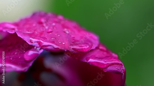 rain on a real flower 4k with audio video