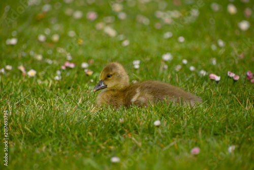 Foto Greylag goose gosling resting in grass with daisies