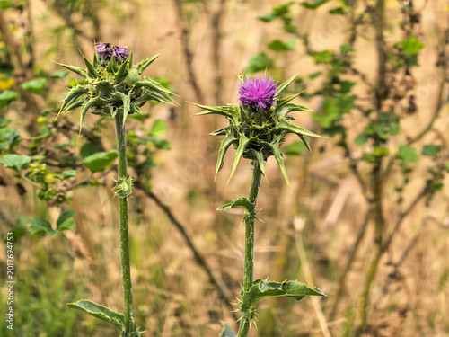 Photography A close-up shot of a vibrant purple Milk Thistle (Silybum marianum) flower head in full bloom