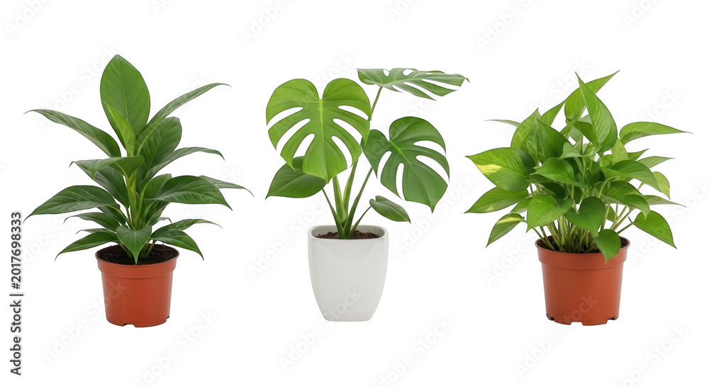Obraz premium Set of three tropical houseplants in ceramic pots isolated on white background