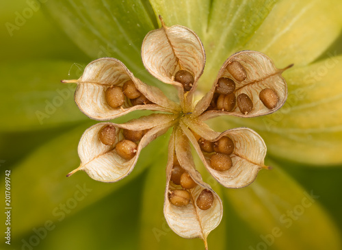 Foto Nahaufnahme von reifen Samen in den geöffneten Balkfrüchten eines verblüthen Winterlings (Eranthis hyemalis)