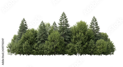 Dense forest tree line with mixed evergreen and deciduous trees