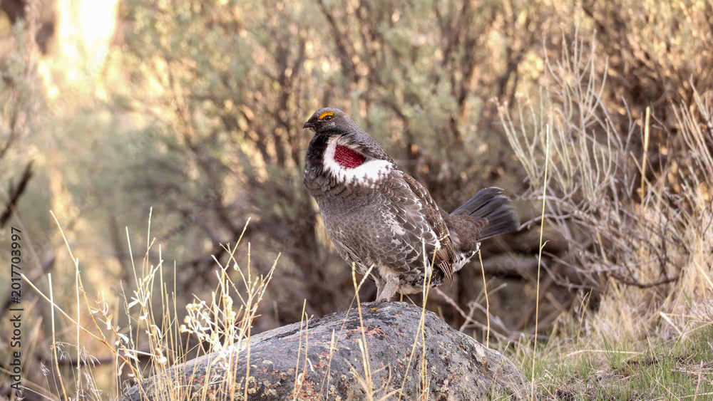 Fototapeta premium Dusky Grouse Male Displaying Inflated Red Cervical Sac Perched on Rock in Sagebrush Habitat During Breeding Season