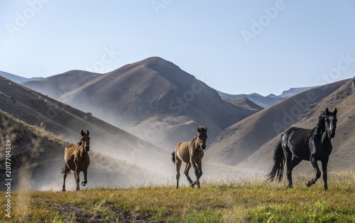 Herd of horses galloping over a hill and raising dust, mountains behind, Kyrgyzstan
