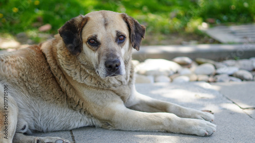 Bild auf Leinwand A large tan and white dog lying down on a stone path outdoors