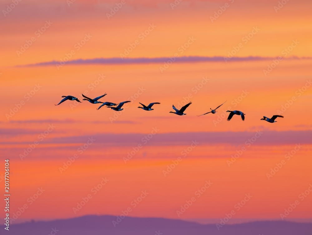 Obraz premium Geese Flying at Sunset