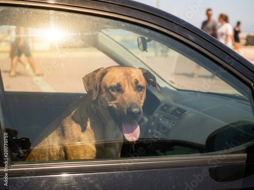 a dog sits in a closed car in the heat