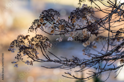 Photos Delicate hydrangea blooms linger through the quiet season