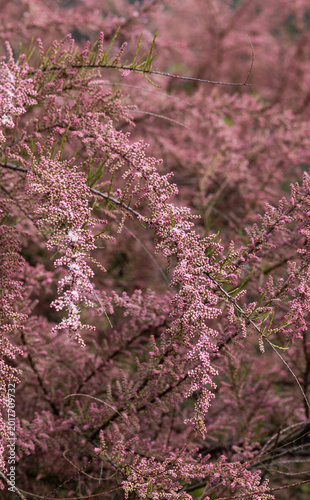 Closeup of Tamarix ramosissima tree branches displaying delicate pink blossoms during springtime